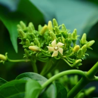 Gymnema Sylvestre sugar destroyer Ayurvedic herb in MounjaMelt reducing sweet cravings and intestinal sugar absorption for appetite control